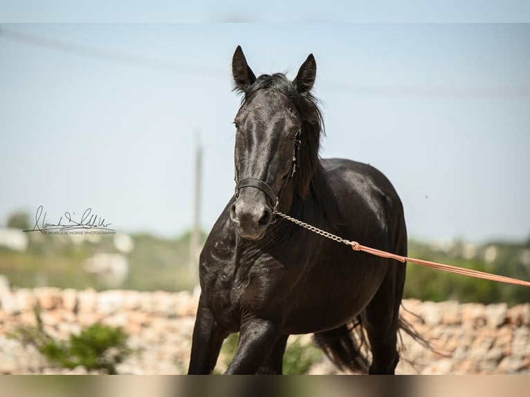 Murgese Hengst 3 Jaar 164 cm Zwart in Martina Franca