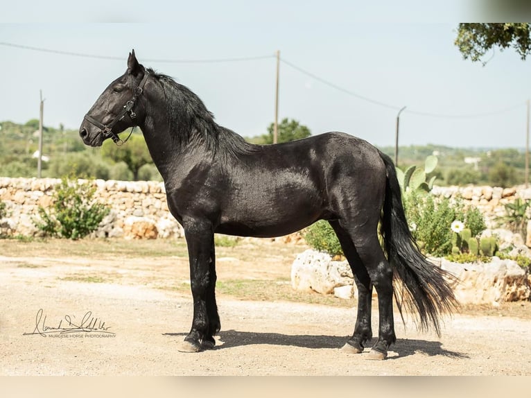 Murgese Hengst 3 Jaar 164 cm Zwart in Martina Franca