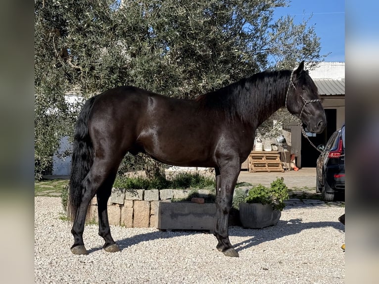 Murgese Hengst 3 Jaar 164 cm Zwart in Martina Franca