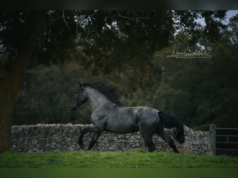 Murgese Hengst 3 Jaar 165 cm Roan-Blue in Noci