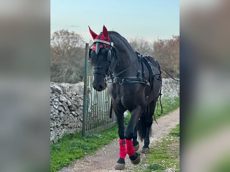 Murgese Hengst 3 Jaar 165 cm Zwart in San Paolo
