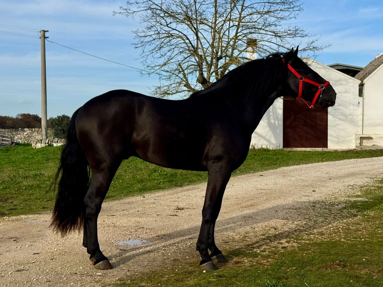 Murgese Hengst 3 Jaar 165 cm Zwart in Martina Franca