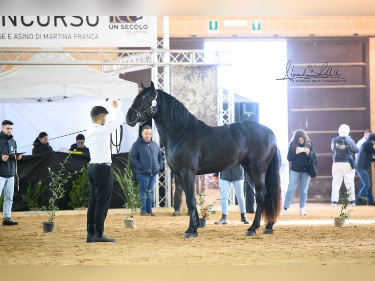 Murgese Hengst 3 Jaar 165 cm Zwart in Martina Franca