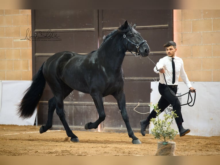 Murgese Hengst 3 Jaar 165 cm Zwart in Martina Franca