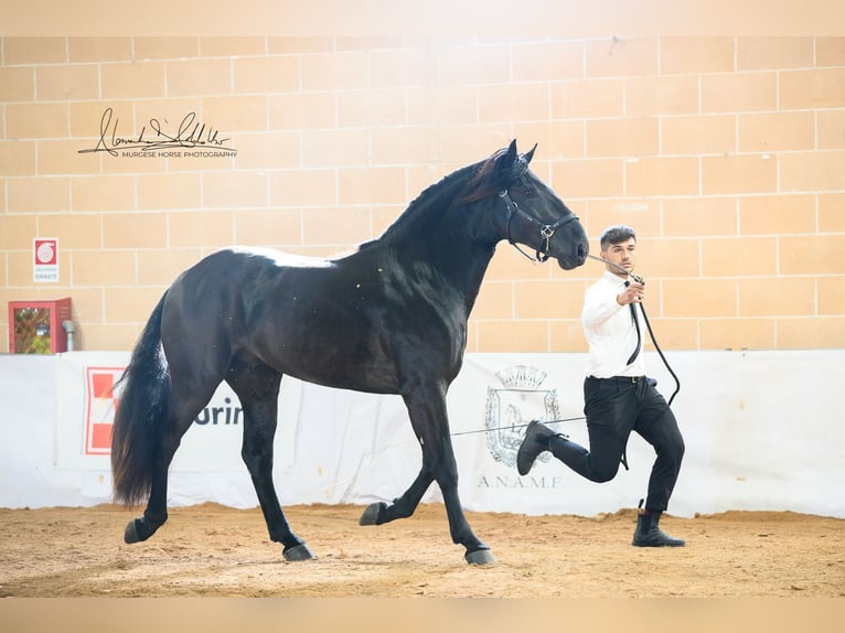 Murgese Hengst 3 Jaar 165 cm Zwart in Martina Franca