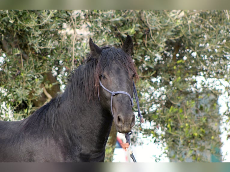 Murgese Hengst 3 Jaar 165 cm Zwart in Martina Franca