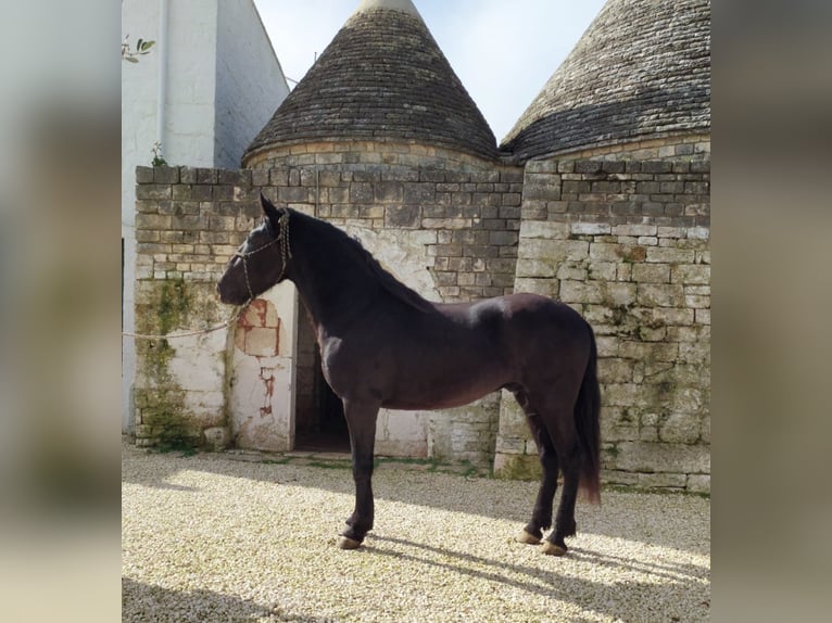 Murgese Hengst 3 Jaar 165 cm Zwart in Martina Franca