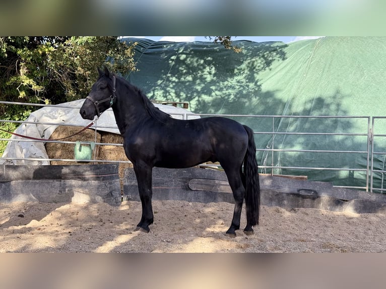 Murgese Hengst 3 Jaar 165 cm Zwart in Martina Franca