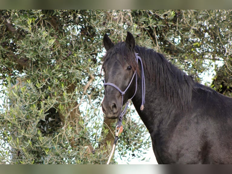 Murgese Hengst 3 Jaar 165 cm Zwart in Martina Franca