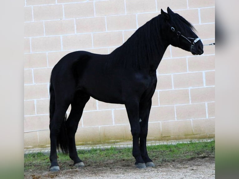 Murgese Hengst 3 Jaar 168 cm Zwart in Copertino