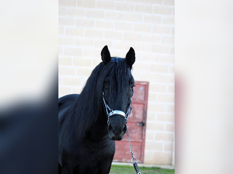 Murgese Hengst 3 Jaar 168 cm Zwart in Copertino