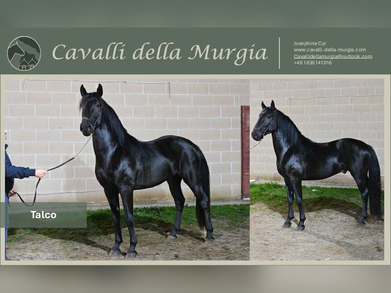 Murgese Hengst 3 Jaar Zwart in Martina Franca