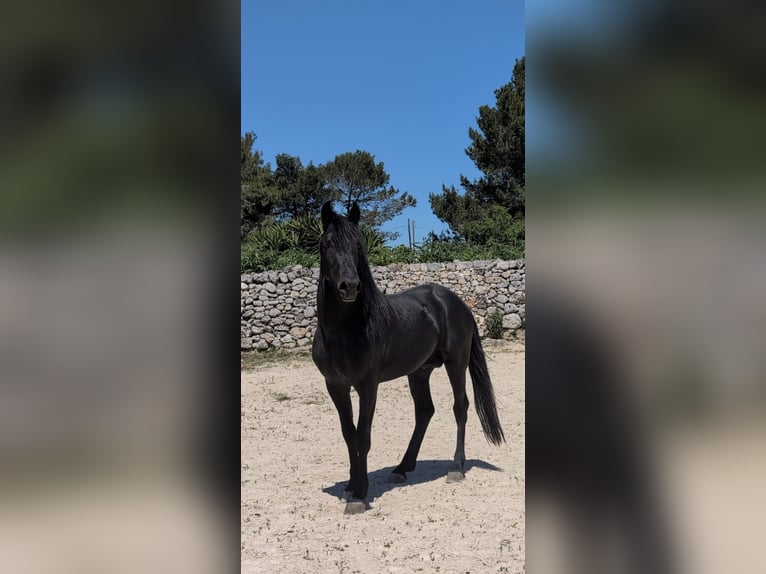 Murgese Hengst 3 Jahre 155 cm Rappe in Martina Franca