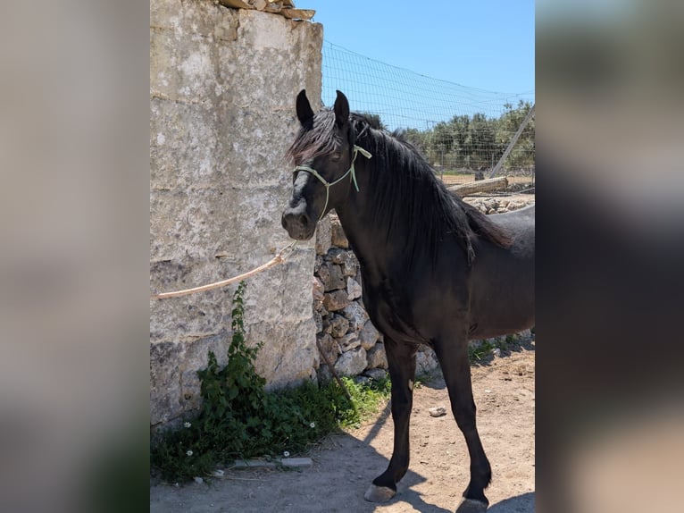 Murgese Hengst 3 Jahre 155 cm Rappe in Martina Franca