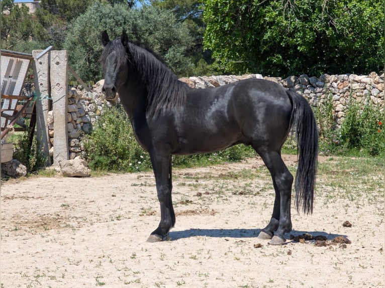 Murgese Hengst 3 Jahre 155 cm Rappe in Martina Franca