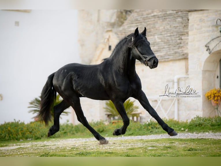 Murgese Hengst 3 Jahre 155 cm Rappe in Martina Franca