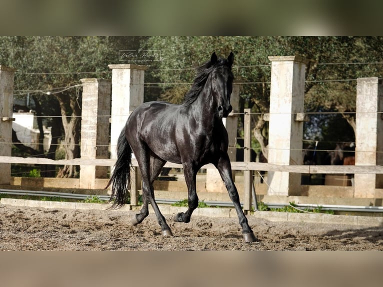 Murgese Hengst 3 Jahre 155 cm Rappe in Martina Franca