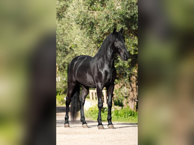 Murgese Hengst 3 Jahre 155 cm Rappe in Martina Franca