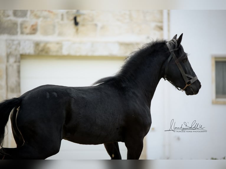 Murgese Hengst 3 Jahre 155 cm Rappe in Martina Franca