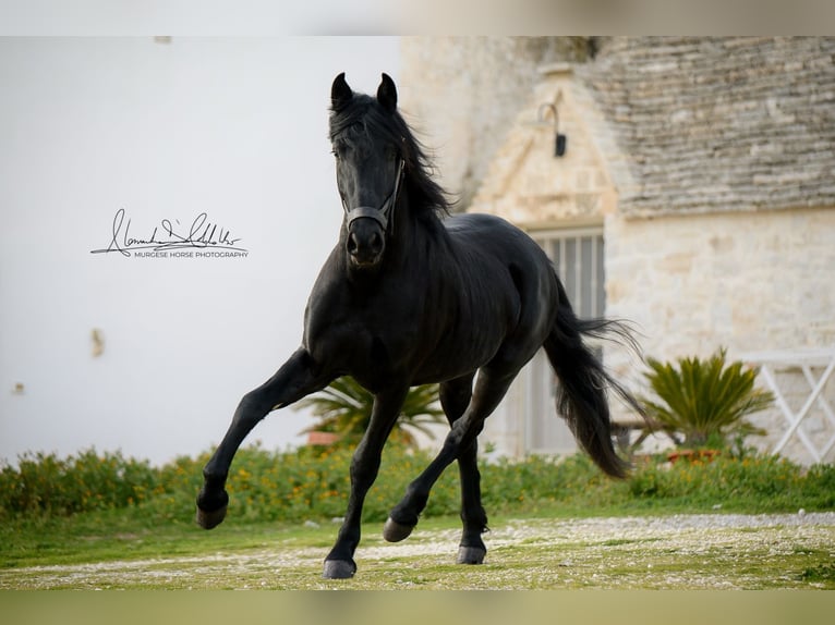 Murgese Hengst 3 Jahre 155 cm Rappe in Martina Franca