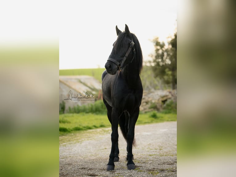 Murgese Hengst 3 Jahre 155 cm Rappe in Martina Franca