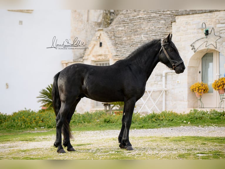 Murgese Hengst 3 Jahre 155 cm Rappe in Martina Franca