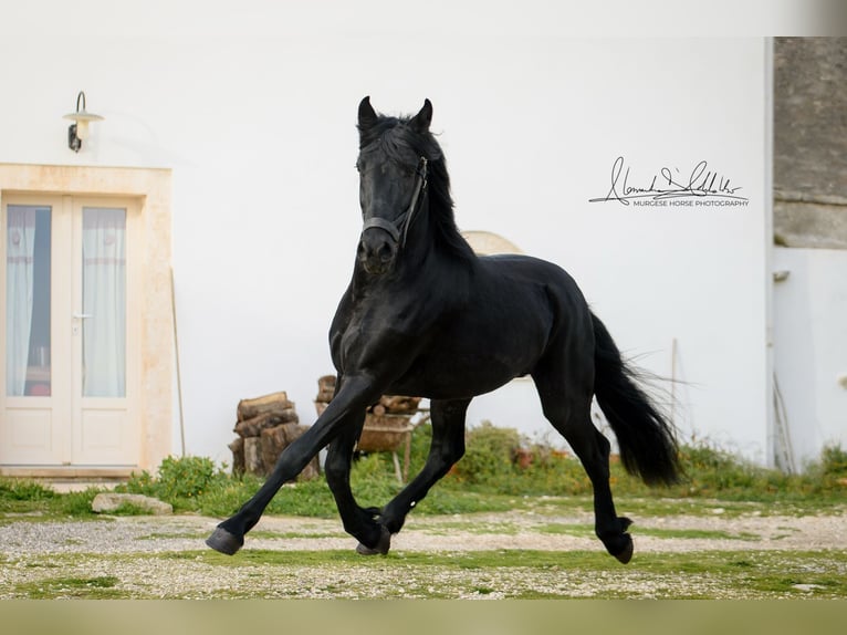 Murgese Hengst 3 Jahre 155 cm Rappe in Martina Franca