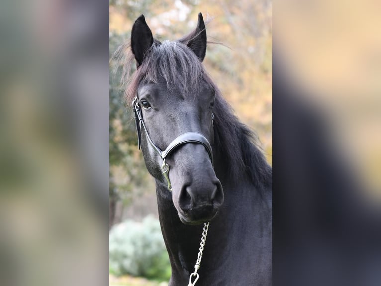 Murgese Hengst 3 Jahre 156 cm Rappe in Martina Franca