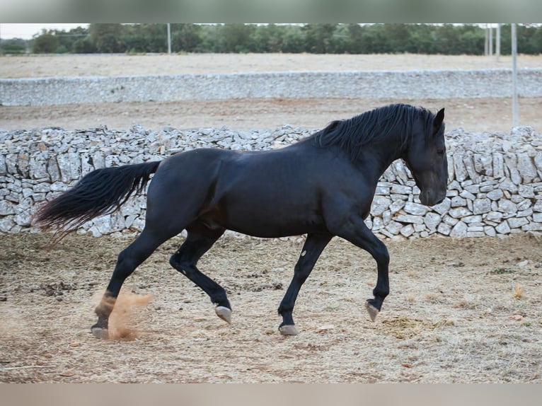 Murgese Hengst 3 Jahre 156 cm Rappe in Noci