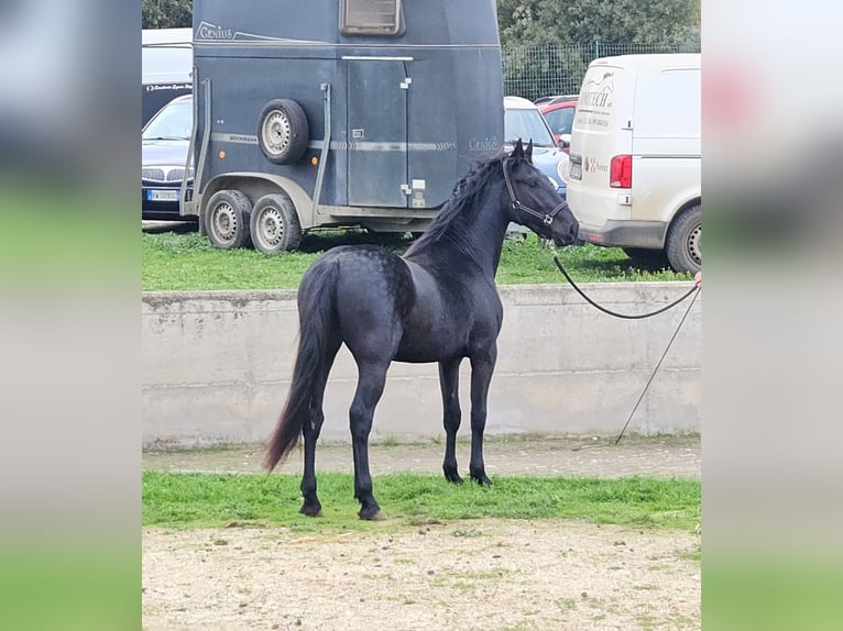 Murgese Hengst 3 Jahre 157 cm Rappe in Murgia