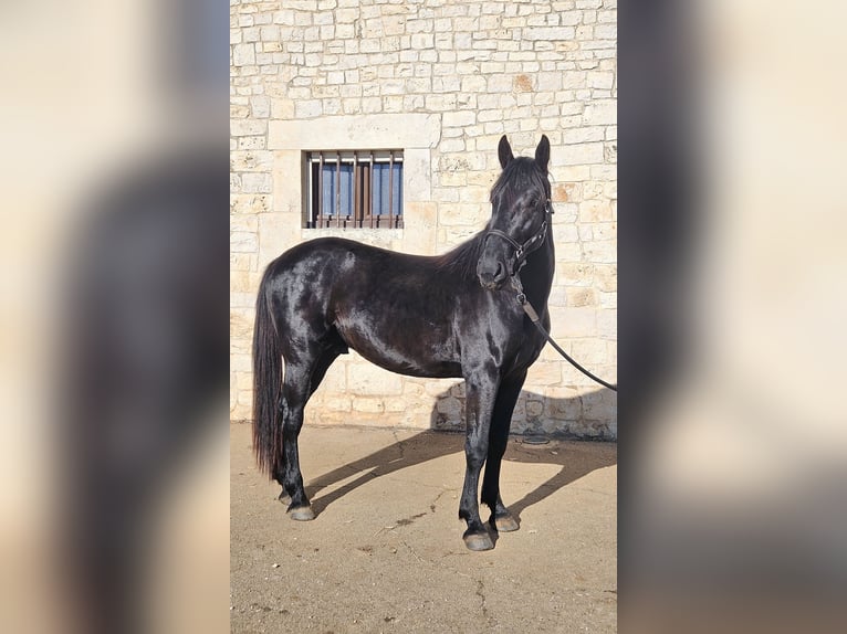Murgese Hengst 3 Jahre 157 cm Rappe in Murgia