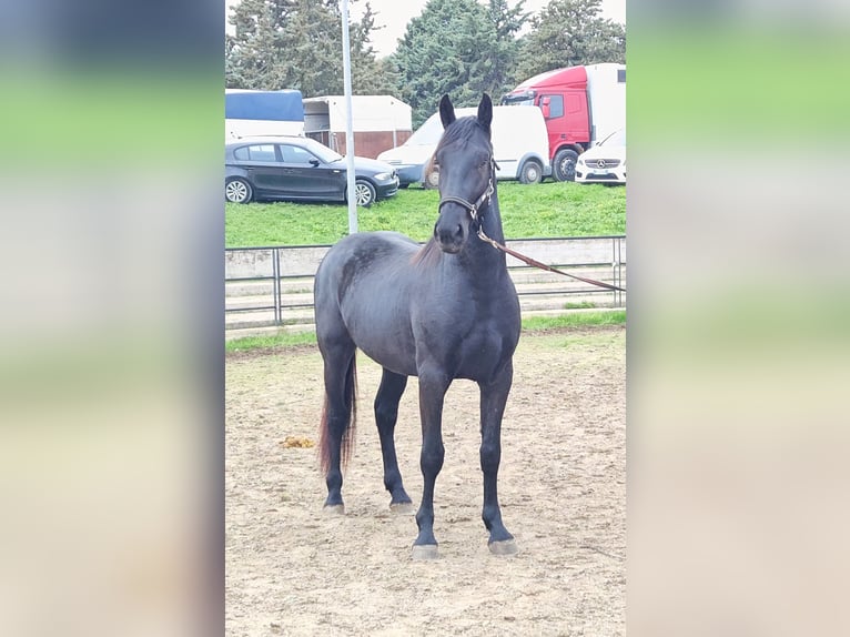 Murgese Hengst 3 Jahre 157 cm Rappe in Murgia