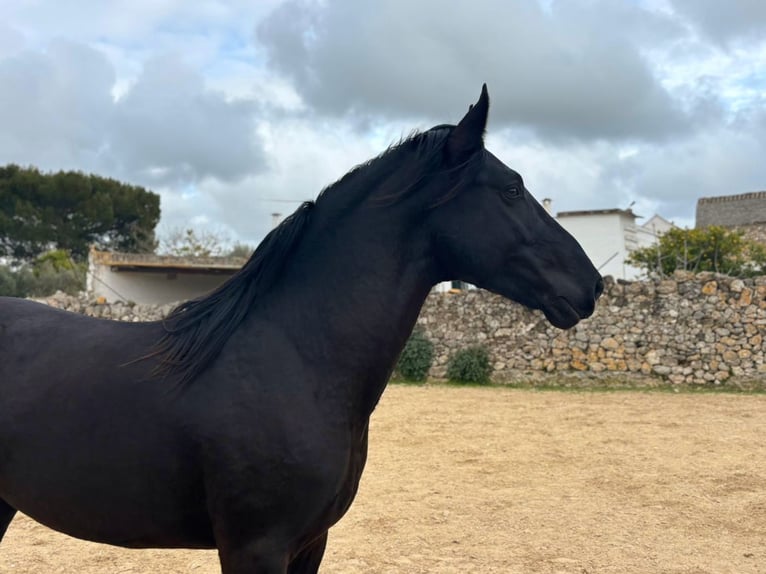 Murgese Hengst 3 Jahre 158 cm Rappe in Martina Franca