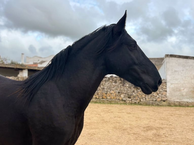 Murgese Hengst 3 Jahre 158 cm Rappe in Martina Franca