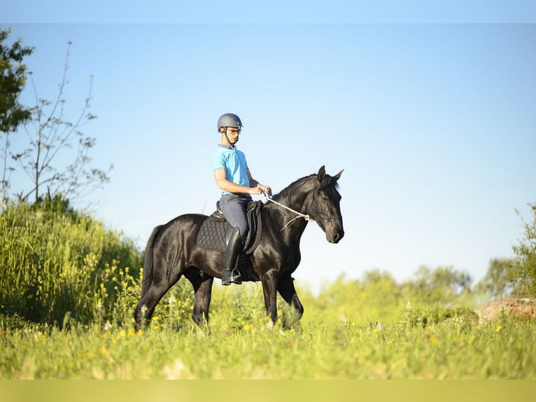 Murgese Hengst 3 Jahre 158 cm Rappe in Coreggia