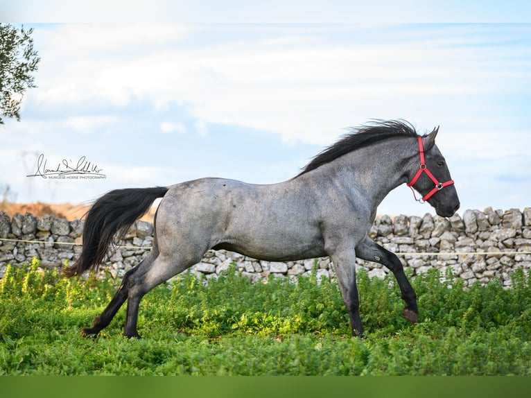 Murgese Hengst 3 Jahre 158 cm Roan-Blue in Martina Franca