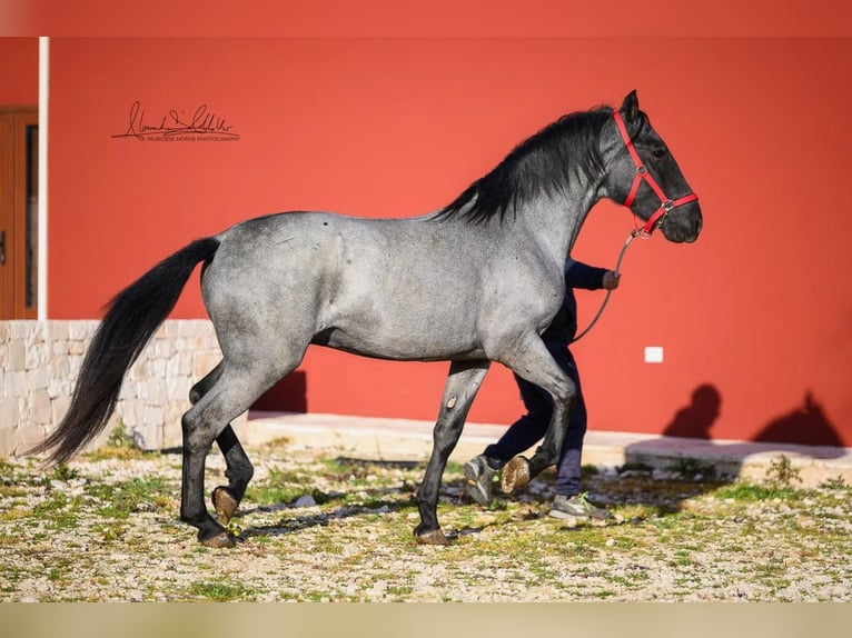 Murgese Hengst 3 Jahre 158 cm Roan-Blue in Martina Franca