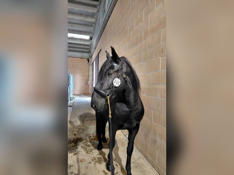 Murgese Hengst 3 Jahre 159 cm Rappe in Melendugno