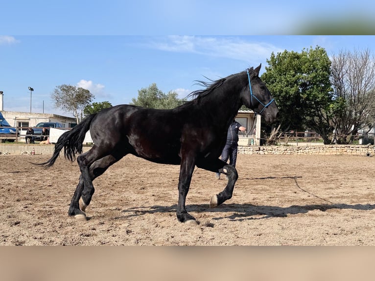 Murgese Hengst 3 Jahre 160 cm Rappe in Martina Franca