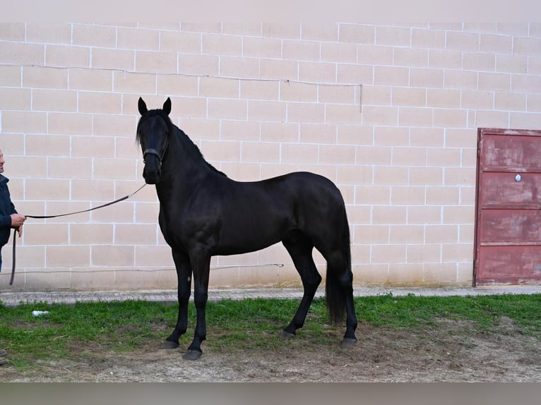 Murgese Hengst 3 Jahre 161 cm Rappe in Martina Franca