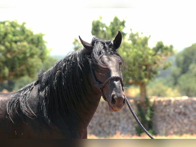 Murgese Hengst 3 Jahre 163 cm Rappe in Martina Franca