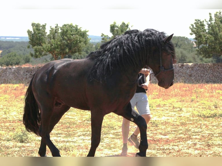 Murgese Hengst 3 Jahre 163 cm Rappe in Martina Franca