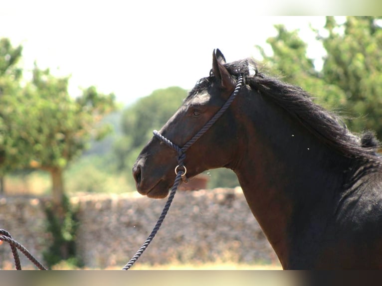 Murgese Hengst 3 Jahre 163 cm Rappe in Martina Franca