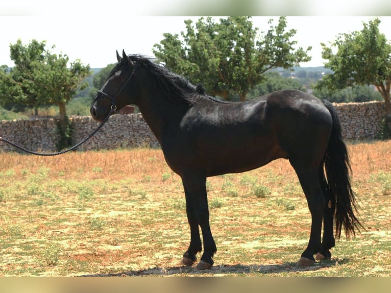 Murgese Hengst 3 Jahre 163 cm Rappe in Martina Franca