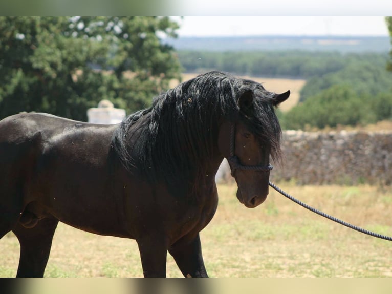 Murgese Hengst 3 Jahre 163 cm Rappe in Martina Franca