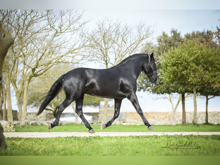Murgese Hengst 3 Jahre 163 cm Rappe in Noci