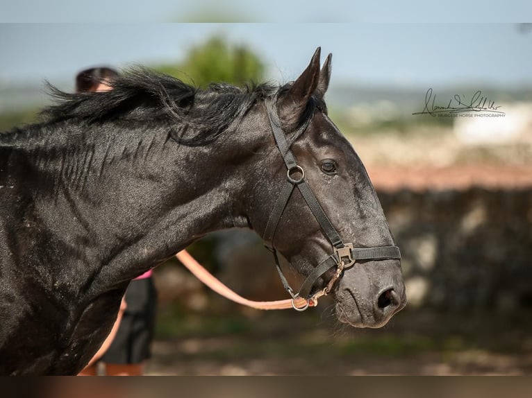 Murgese Hengst 3 Jahre 164 cm Rappe in Martina Franca
