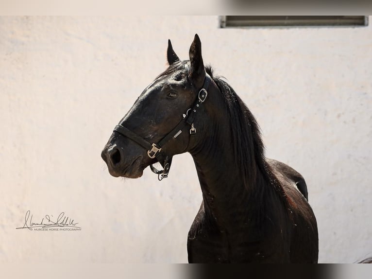 Murgese Hengst 3 Jahre 164 cm Rappe in Martina Franca