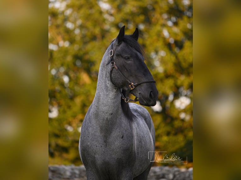 Murgese Hengst 3 Jahre 164 cm Roan-Blue in Noci