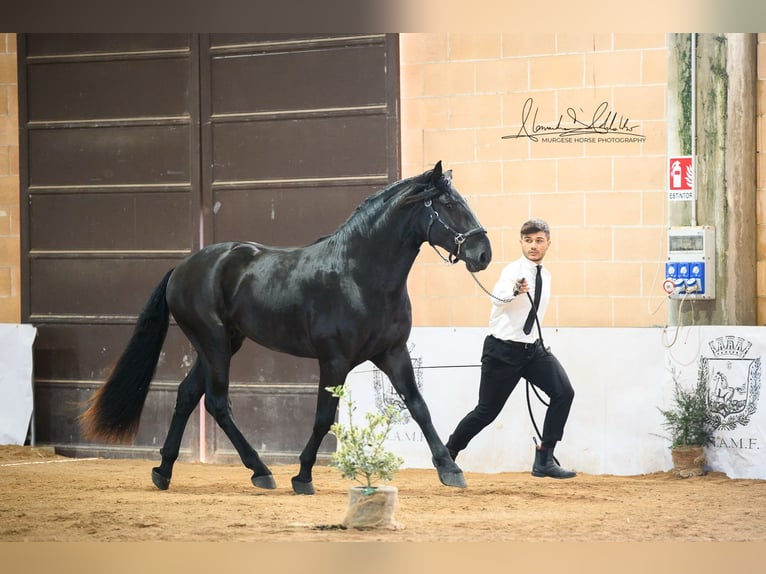 Murgese Hengst 3 Jahre 165 cm Rappe in Martina Franca